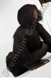 Chimpanzee - Pan troglodytes 0061